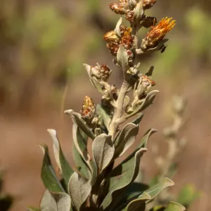 Hazardia cana, SCI- 920, Middle Ranch Canyon, San Clemente Island