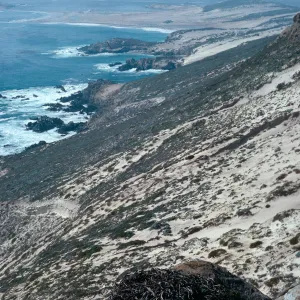 old eagle nest, Point Bennett in back, San Miguel Island