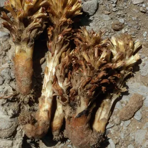 Orobanche parishii, SN-383, Cattail Canyon, San Nicolas Island