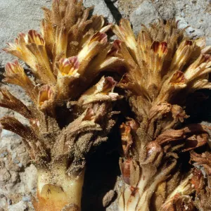 Orobanche parishii, SN-383, Cattail Canyon, San Nicolas Island