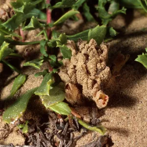Orobanche parishii, Daytona Beach, San Nicolas Island
