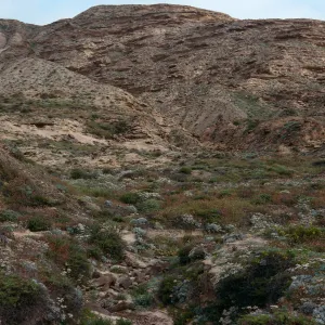 Eriogonum habitat, Southeast end, 0.2 mile West of Barge Landing, San Nicolas Island