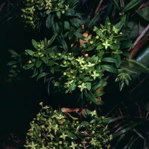 Galium buxifolium, sea bluffs, West of Eagle Canyon, Santa Cruz Island