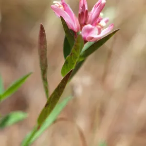 Polygala californica, Christy Pines, Santa Cruz Island