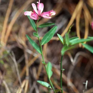 Polygala californica, Christy Pines, Santa Cruz Island