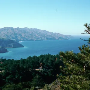 Eastern Pine forest, Santa Cruz Island