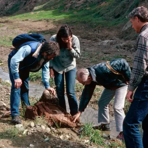 fossil hunting with Dan Axelrod, Cañada de Los Sauces, Santa Cruz Island