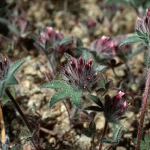 Trifolium macraei, SC-2382, head of Sauces Canyon, Santa Cruz Island