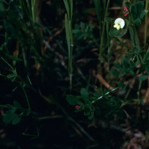 Lotus micranthus, SC-3210, Santa Cruz Island