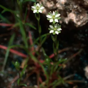 Sagina occidentalis, upper West fork of Orizaba Canyon, Santa Cruz Island