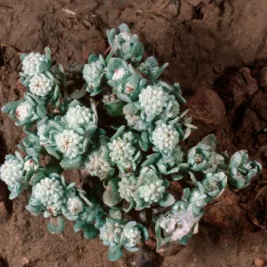 Psilocarphus tenellus, East of Pelican Bay, Santa Cruz Island