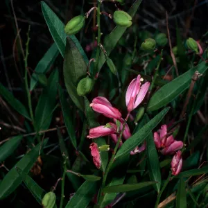 Polygala californica, Christy Pines, Santa Cruz Island
