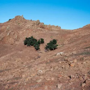 sheep damage, between Picacho diablo & Lagunitas Secas, Santa Cruz Island