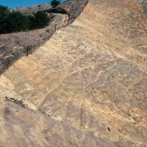 sheep damage, between Picacho diablo & Lagunitas Secas, Santa Cruz Island