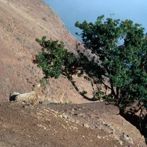 sheep trails on steep coastal bluffs, North-West coast of island, Santa Cruz Island