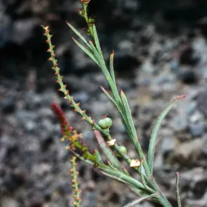 Stillingia linearifolia, SC-2744, Santa Cruz Island