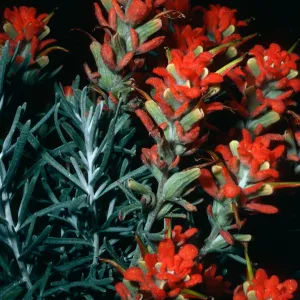 Castilleja hololeuca, offshore side, West of Sandstone Point, Santa Cruz Island