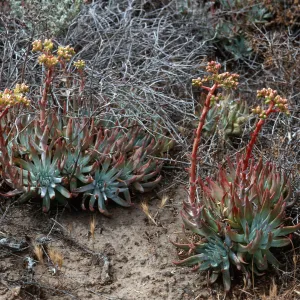 Dudleya virens virens habitat, China Cove, Santa Cruz Island