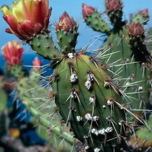 Opuntia littoralis w/Cochineal, North-West coastal bluffs, Santa Cruz Island