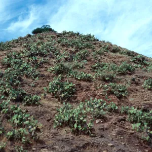 Opuntia-covered (Prickly-pear) slope, Frys Harbor, Santa Cruz Island