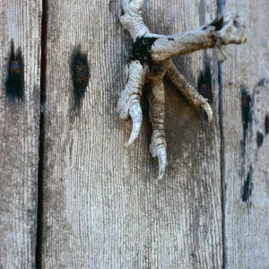 eagle claw, Christy Ranch shed, 