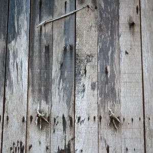 remains of eagle, Christy Ranch barn, Santa Cruz Island