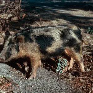 pigs, Scorpion Ranch, Santa Cruz Island