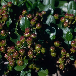 Ceanothus megacarpus, just South of Christy Ranch, Santa Cruz Island