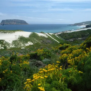 Coreopsis, mouth of Cañada Del Mar, San Miguel Island