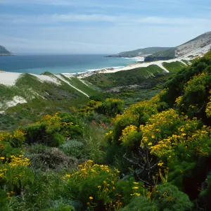 Coreopsis, mouth of Cañada Del Mar, San Miguel Island