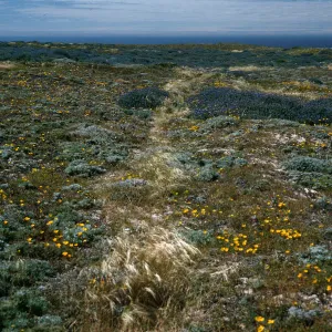 weeds along trail, Harris Point peninsula, San Miguel Island