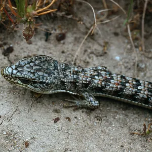 Alligator Lizard, near Dry Lake, San Miguel Island