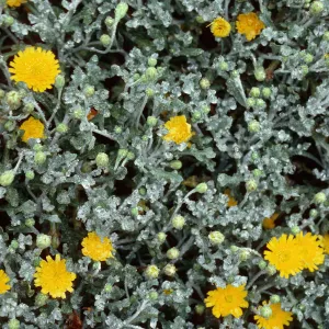 Malacothrix incana, San Miguel Island