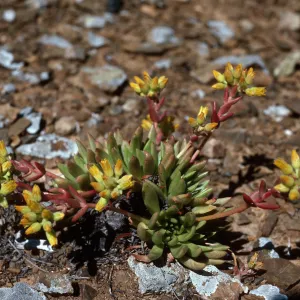 Dudleya linearis, Northwest side, near lighthouse, West San Benito Island