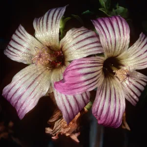 Lavatera venosa, San Benito Island