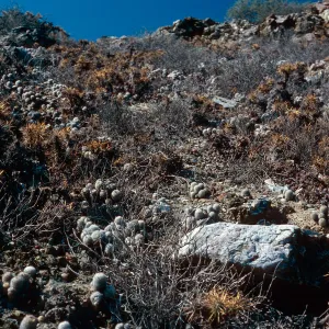 Mammillaria (Fishhook cactus) and Opuntia (Prickly-pear), San Benito Island