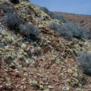 Lichens and Euphorbia misera, West San Benito Island