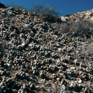 Mammillaria neo-palmeri and Euphorbia misera, East San Benito Island