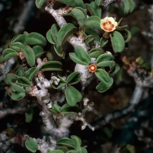 Euphorbia aff. misera, East San Benito Island