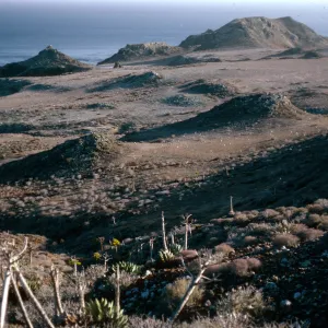 Agave (Century Plant), East San Benito Island