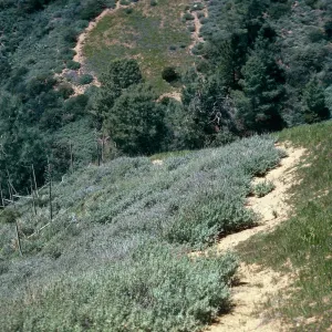 Coastal Sage w/bare zone, Catway Road, Figueroa Mounhtain