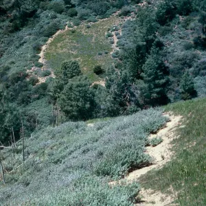 Coastal Sage w/bare zone, Catway Road, Figueroa Mounhtain