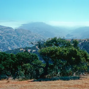 fog and Central Valley from ridge, overlooking Islay Canyon, Santa Cruz Island