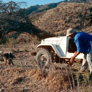 pig, near dump, Santa Cruz Island