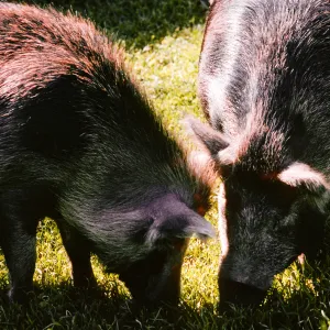 pigs, Smugglers Ranch, Santa Cruz Island