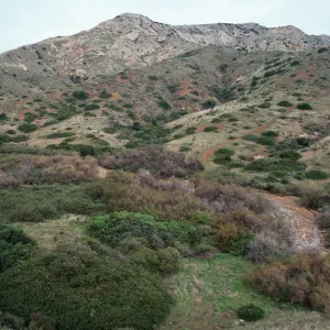 lower Willows Canyon, looking inland in side canyon to West, Santa Cruz Island