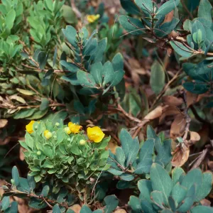 Dendromecon w/typical abnormal growth, Islay Canyon, Santa Cruz Island