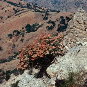 Eriogonum arborescens, El Tigre ridge, Santa Cruz Island