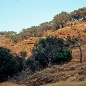 Lyonothamnus, lower Orizaba Canyon, Santa Cruz Island