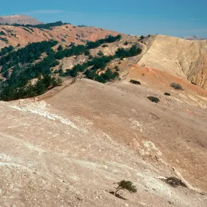 Sierra Blanca ridge, sheep damage, South of Sauces Road, Santa Cruz Island